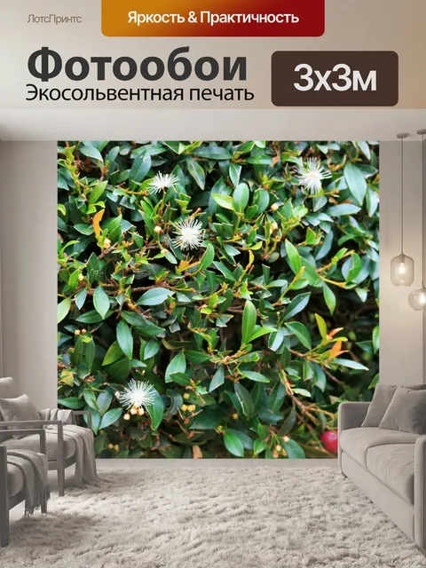 Фотообои пушистые цветы Syzygium