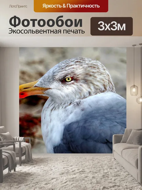 Фотообои Чайка