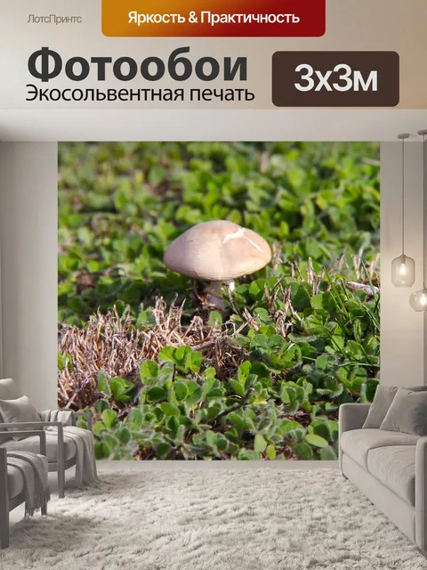 Фотообои Гриб