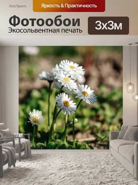 Фотообои Маргаритки