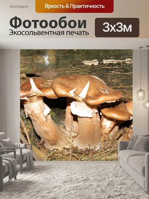 Фотообои Гриб