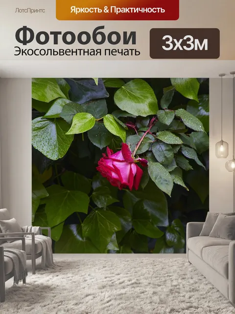 Фотообои Роза