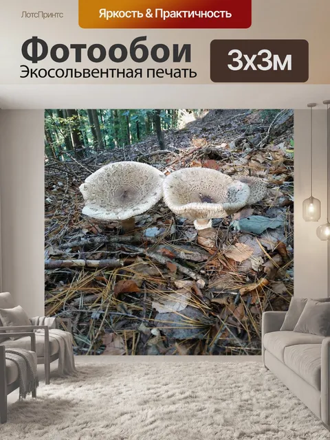 Фотообои Грибы