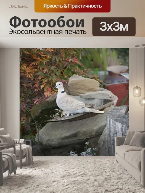 Фотообои Голубь