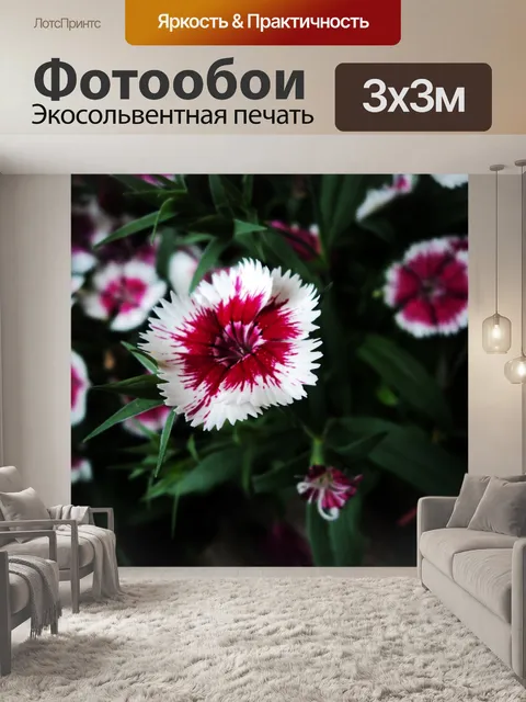Фотообои белый и красный цветок