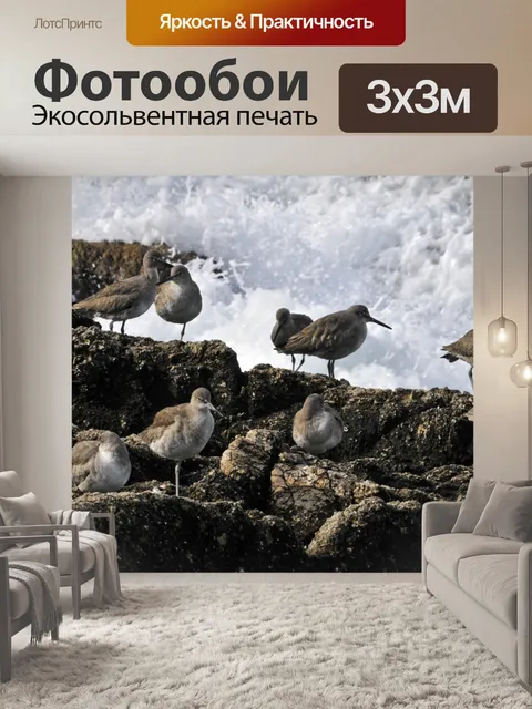 Фотообои птицы, скалы и океан