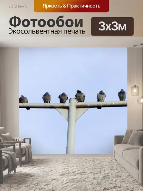 Фотообои Голубь