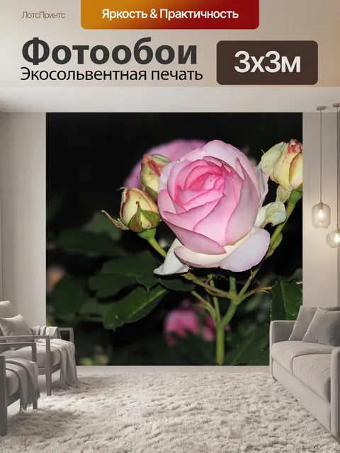 Фотообои Роза