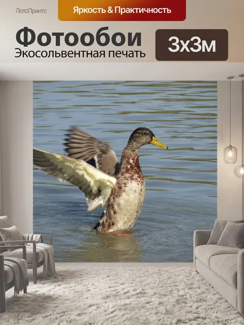 Фотообои Утка зеленым воротником