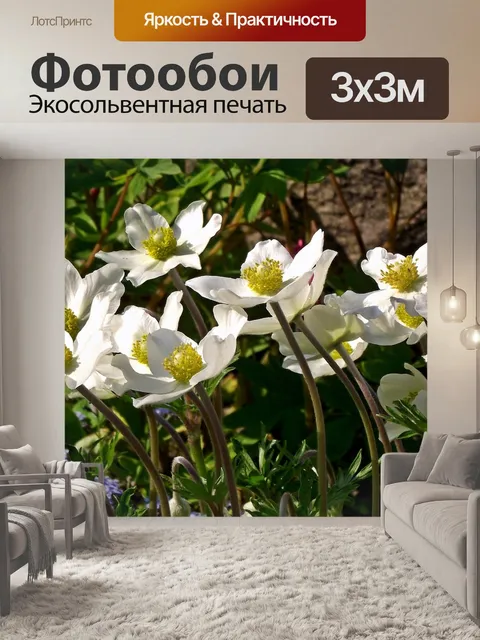 Фотообои Анемоны