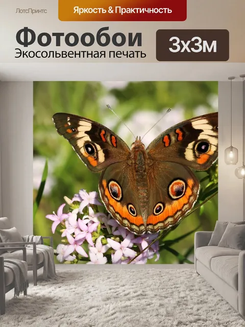 Фотообои Бабочка конский глаз на белых цветках