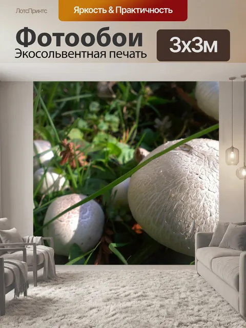 Фотообои Грибы