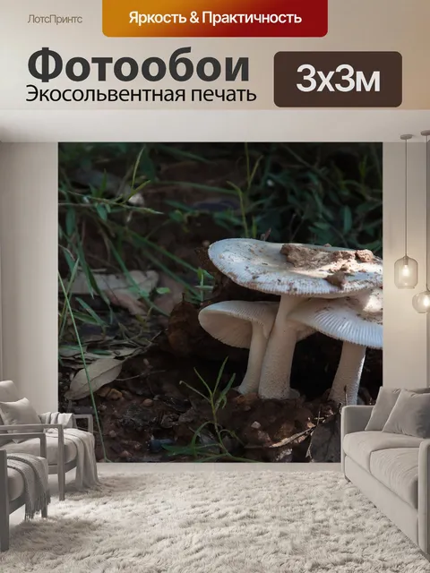Фотообои Гриб