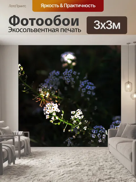 Фотообои солнечный свет на белых цветах алиссума