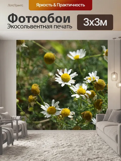 Фотообои Цветы ромашки
