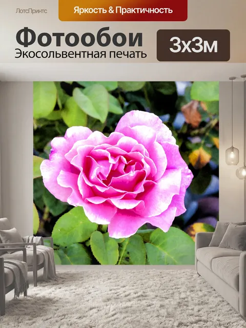 Фотообои Розовая роза