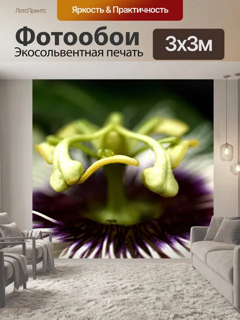 Фотообои Цветок маракуйи фото