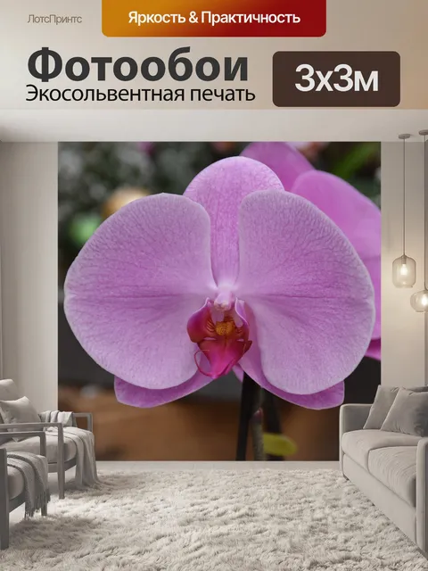Фотообои Цветок орхидеи