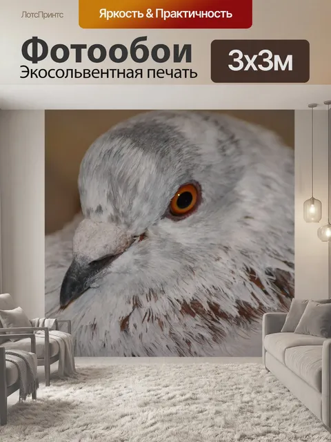 Фотообои Голубь