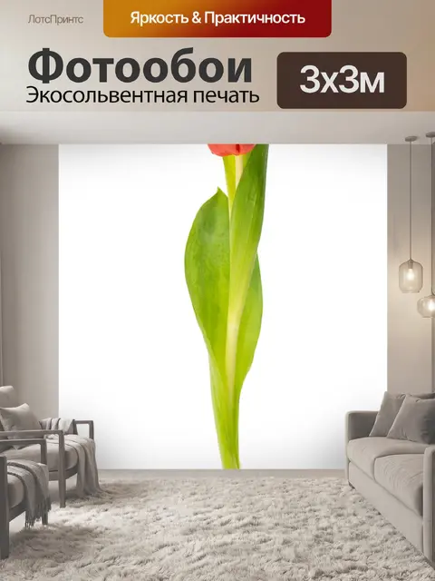Фотообои Тюльпан