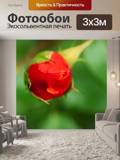 Фотообои бутон розы красные