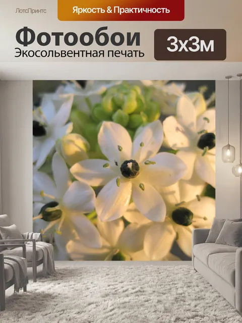 Фотообои Orinthogalum aribicum в солнечном свете