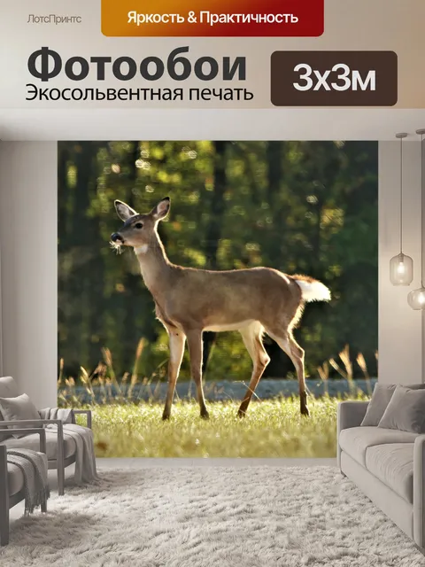 Фотообои Молодой олень холодным утром