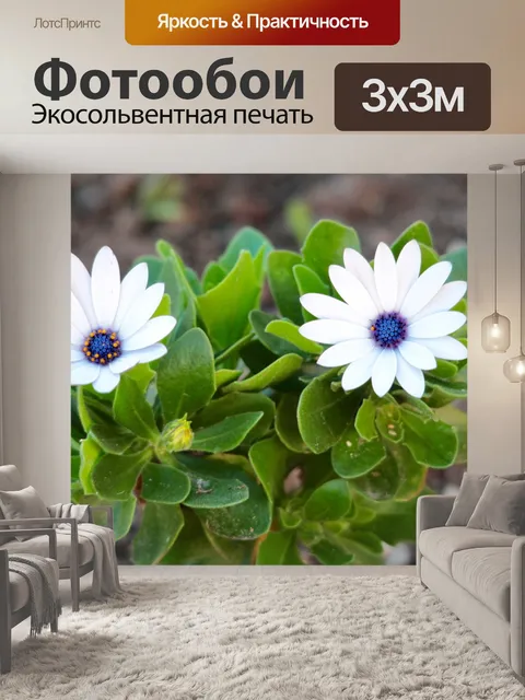 Фотообои Маргаритки