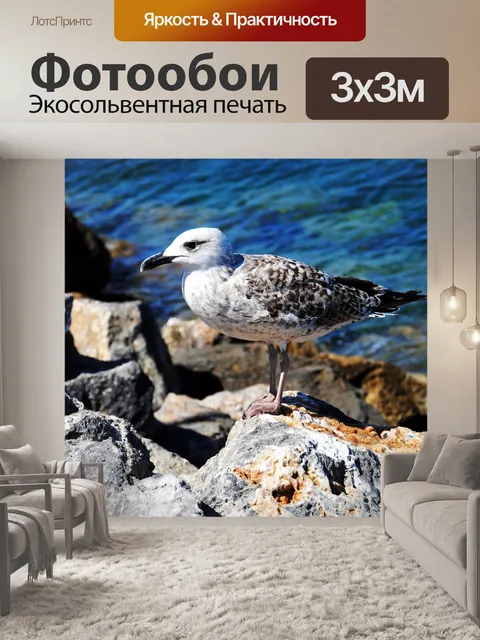 Фотообои Чайки на скалах