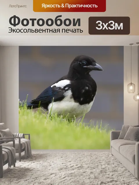 Фотообои Сорока