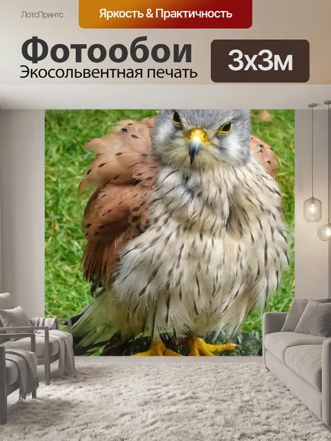 Фотообои Домашнее животное пустельга птица