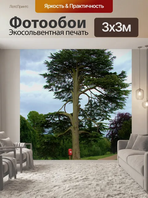 Фотообои Высокий