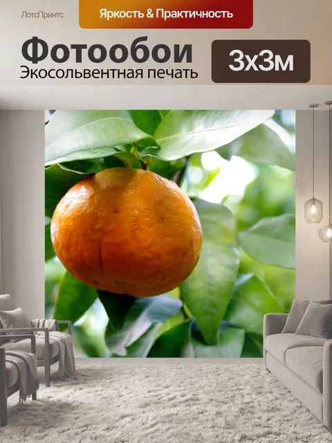 Фотообои Свет на фруктах в мандариновой роще