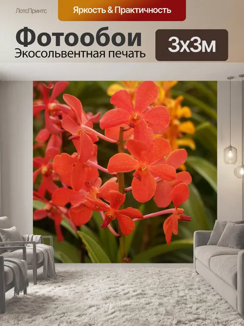Фотообои Фото цветка орхидеи