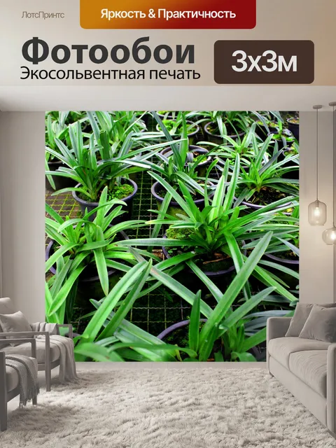 Фотообои Леди тапочка Орхидея Интанон Националь