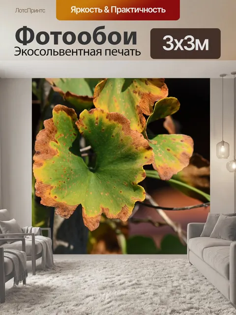 Фотообои изменение листьев зеленого гинкго билоба