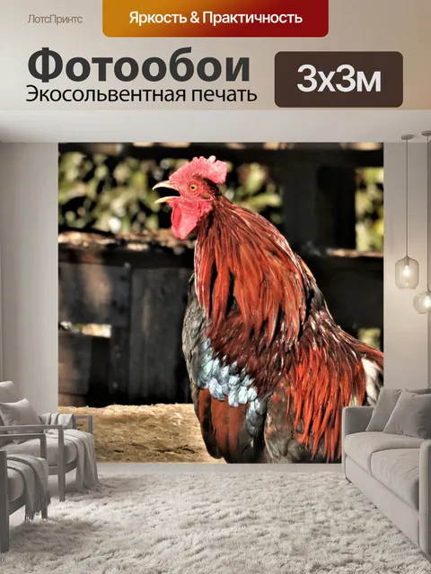 Фотообои Красочный крик петуха