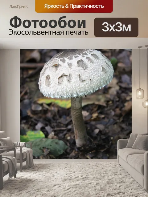 Фотообои Гриб