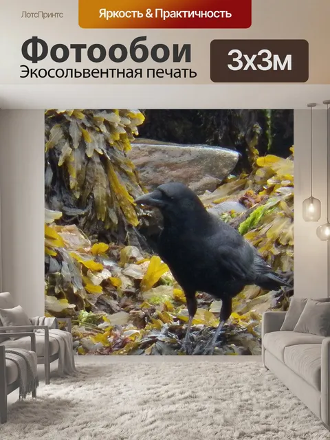 Фотообои Дрозд черный