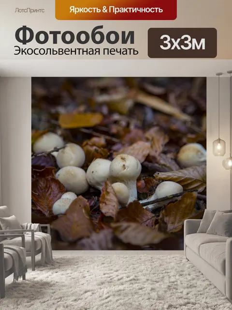 Фотообои грибы