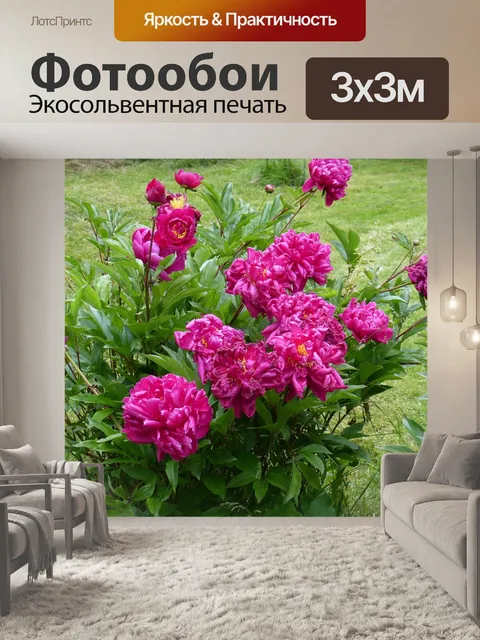 Фотообои Пионы