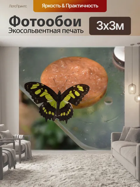 Фотообои Бабочки 09