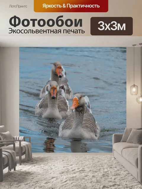 Фотообои Группа серых гусей