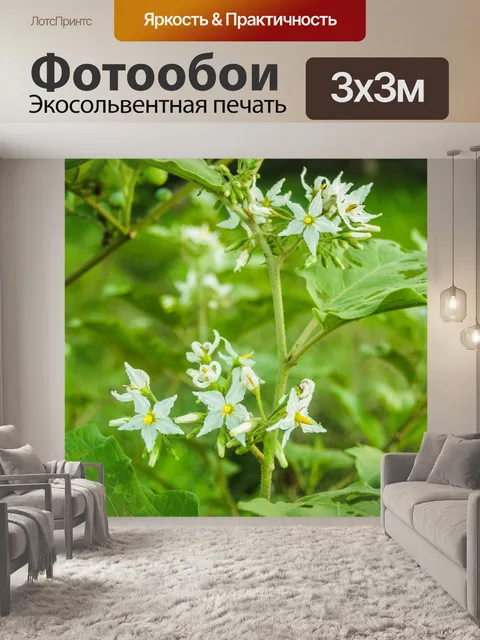 Фотообои фон маленький полевой цветок
