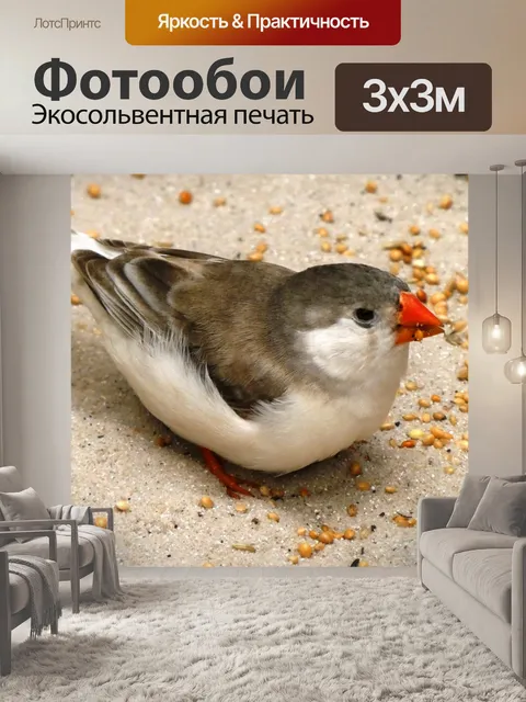 Фотообои Птица