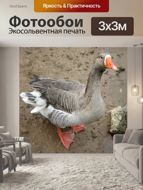 Фотообои Водоплавающих 6