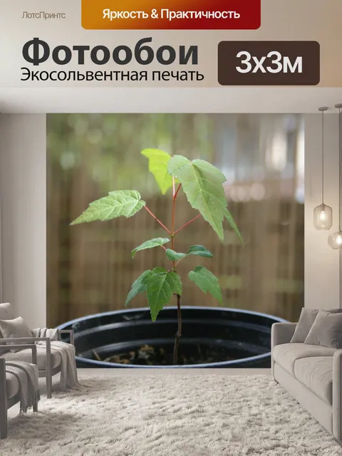 Фотообои Саженец