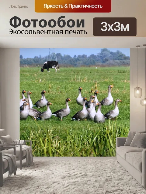 Фотообои Гуси