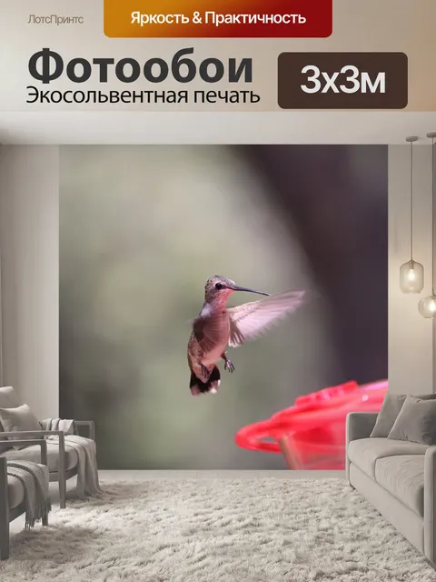 Фотообои Колибри