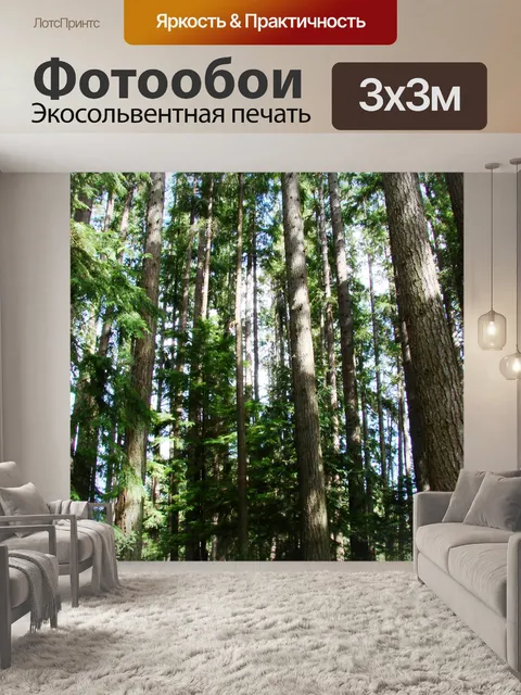 Фотообои Вечнозеленые деревья в лесу